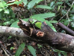 Hemisciera maculipennis