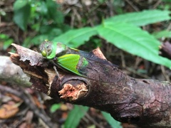 Hemisciera maculipennis