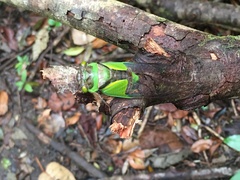 Hemisciera maculipennis