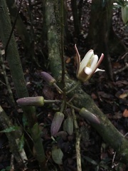 Passiflora contracta