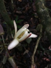 Passiflora contracta