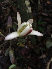 Passiflora contracta