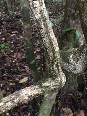 Passiflora contracta