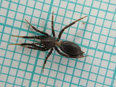 Drassyllus