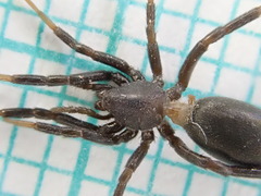 Drassyllus