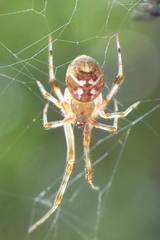 Parasteatoda songi