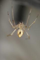 Chrysso lingchuanensis