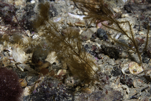 Sporochnus pedunculatus observed 2006-08-07