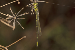 Caliagrion billinghursti