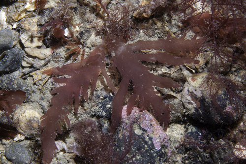 Representative image of Schmitzia