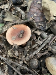 Lactarius tabidus