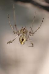 Chrysso lingchuanensis