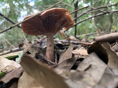 Lactarius tabidus
