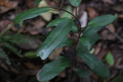 Leichhardtia flavescens