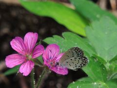 Geranium nepalense