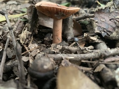 Lactarius tabidus