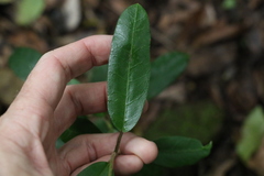 Leichhardtia flavescens