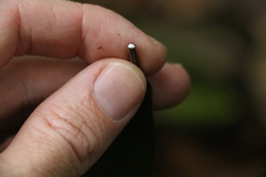 Leichhardtia flavescens