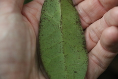 Leichhardtia flavescens