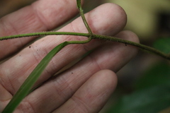 Leichhardtia flavescens