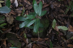 Leichhardtia flavescens
