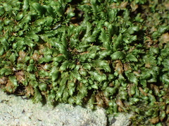 Fissidens ovatus
