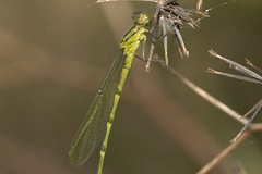 Caliagrion billinghursti
