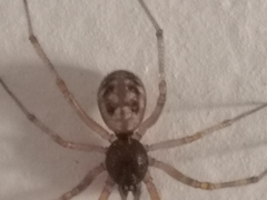 Steatoda triangulosa