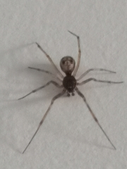 Steatoda triangulosa