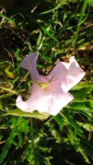 Oenothera centaurifolia