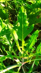 Oenothera centaurifolia