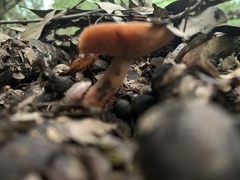 Lactarius tabidus