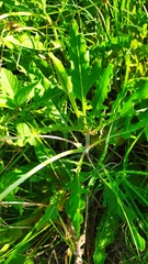 Oenothera centaurifolia