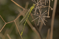 Caliagrion billinghursti
