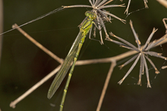 Caliagrion billinghursti