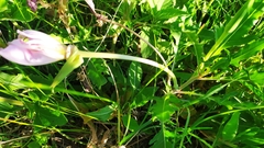 Oenothera centaurifolia