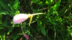 Oenothera centaurifolia