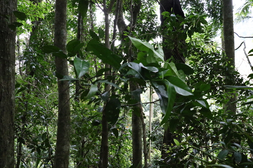 Image of Citrus deliciosa by (c) Greg Tasney, some rights reserved (CC BY-SA)