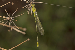 Caliagrion billinghursti