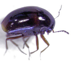 Baeocera actuosa