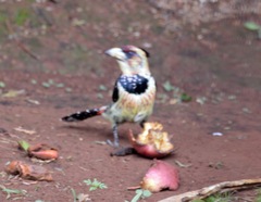 Trachyphonus vaillantii