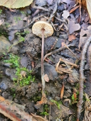 Fungi