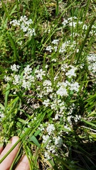 Limnosciadium pumilum