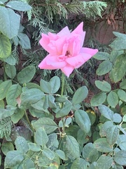 Rosa canina