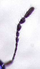 Baeocera actuosa