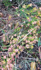 Passerina galpinii