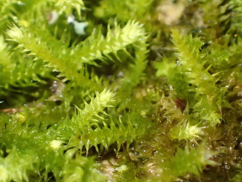 Palamocladium leskeoides observed 2021-10-24