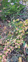 Passerina galpinii