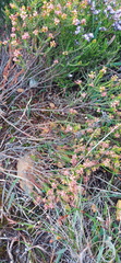 Passerina galpinii