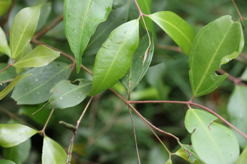 Image of Rhodamnia whiteana by (c) Greg Tasney, some rights reserved (CC BY-SA)